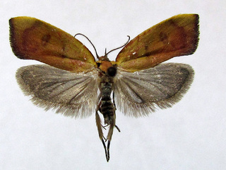 Lepidóptero adulto montado en alfiler, Dita palmai (Oecophoridae).