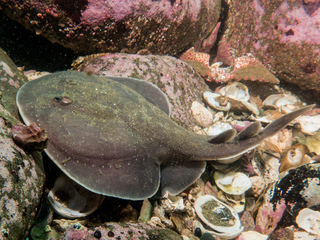 Tembladera (Discopyge tschudii). Foto: © Paula González Valderrama.