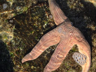 Estrella de mar Stichaster striatus Müller & Troschel, 1840, especie de aguas poco profundas característica de la costa de Chile y Perú (© Matías Saa).