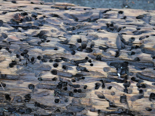 Madera perforada por Bankia martensi. Imagen (c) Jon. D. Anderson.