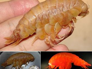 Eurythenes gryllus (MNHNCL CRU-11468)