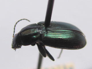 Ejemplar adulto de Allendia chilensis (Dejean, 1829),