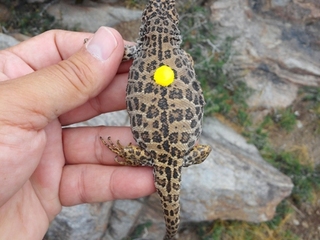 L. Leopardinus chica