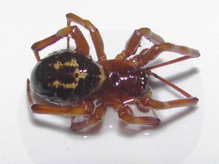 Ejemplar de Steatoda nobilis conservado en el Área de Entomología del MNHN