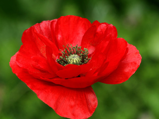 Amapola roja.