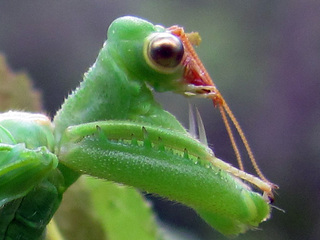 Detalle de parte anterior del cuerpo, mostrando la pata anterior modificada con hileras de espinas en bordes de fémur.