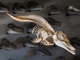 Esqueleto de Delfín Chileno (Cephalorhynchus eutropia).