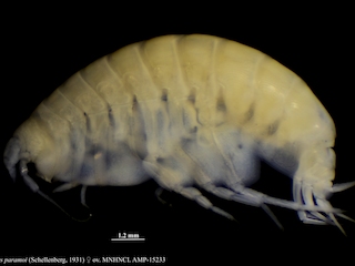 Ejemplar de Uristes paramoi