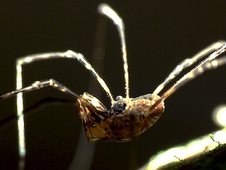 Un ejemplar macho de Thrasychirus gulosus Simon, 1884 (Familia Neopilionidae) desplazándose sobre los troncos de los arboles durante la noche.