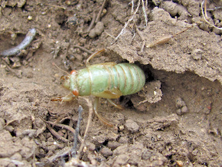 Ejemplar inmaduro (ninfa) de cigarra o chicharra, en su galería en el suelo bajo piedra.