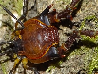 Un ejemplar macho de Gyndulus roeweri.