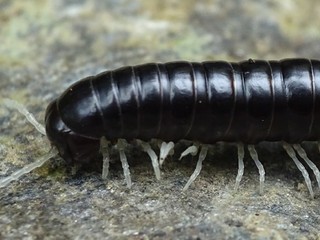 Milpiés en una visita nocturna al bosque costero del sendero el Galpón, en la localidad de Manquemapu, Purranque