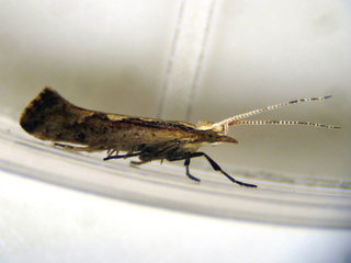 Plutella xylostella en reposo.