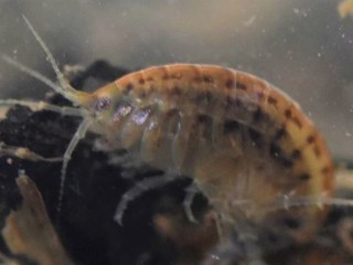 Hyalella chiloensis, un anfípodo dulceacuícola descrito en 2003. Es una especie común en el centro-sur de Chile.