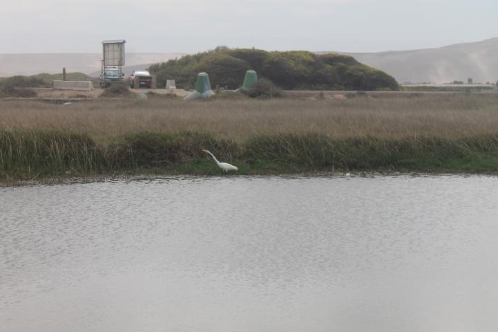 Imagen del monumento Humedal de la desembocadura del río Lluta