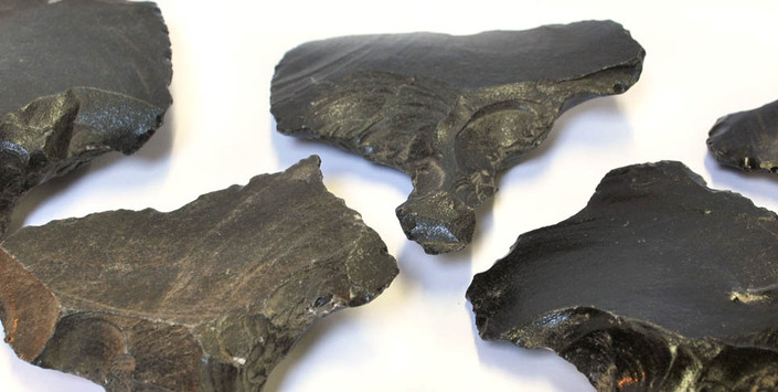 Museo de Historia Natural de Concepción