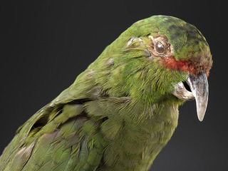 Choroy (Enicognathus leptorhynchus)