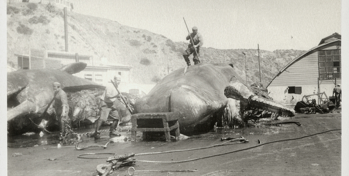 Procesamiento de dos cachalotes en la planta de Quintay