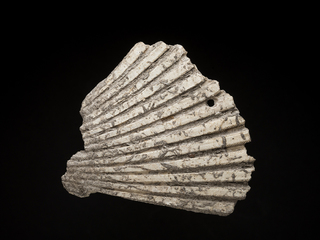 Pendiente de Argopecten purpuratus (ostión)