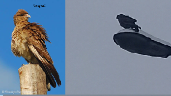 N°35 - Efectividad de la incorporación de vocalización del Mivalgo chimango en dispositivo sonoro de mitigación de plaga de palomas