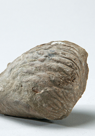 Pacitrigonia hanetiana