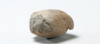 Magellania (Neothyris) venosa