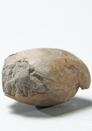 Magellania (Neothyris) venosa