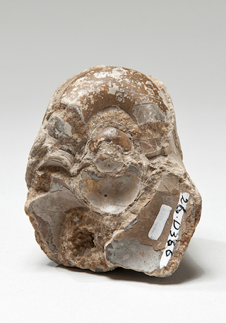 Fragmento de Nautilus sp.