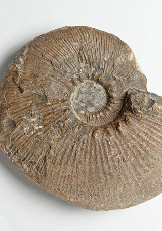 Grossouvreites gemmatus