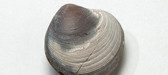 Eurhomalea exalbida