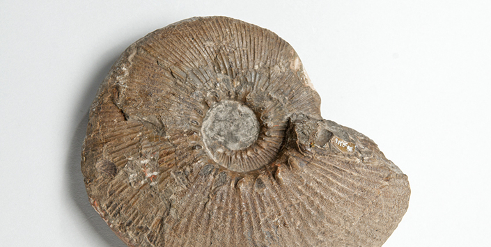 Grossouvreites gemmatus