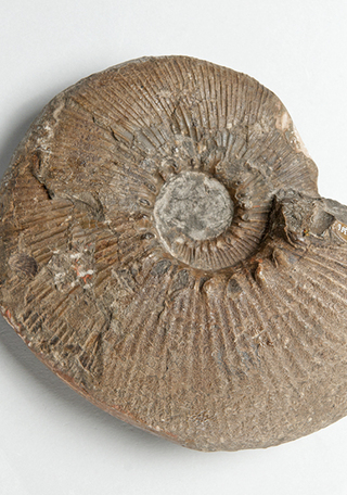 Grossouvreites gemmatus