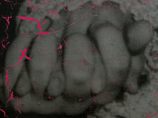 Detalle de obra de Nicolás Franco