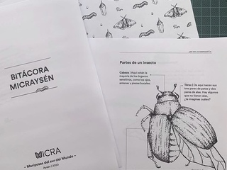 Clase 1 ¿Qué son las mariposas?