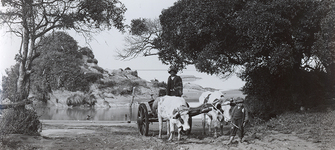 Yunta de Bueyes en desembocadura Biobío