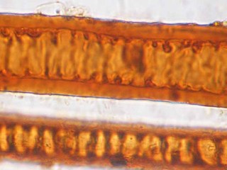 Fibras asociadas a Tabletas de Rapé. Fotografía bajo microscopio óptico, 400X y luz transmitida. Fotógrafía: F. Espinosa