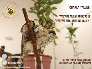 Aves de nuestro bosque. Reserva Nacional Nonguén.