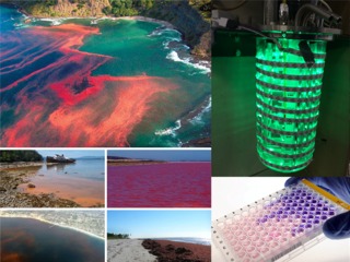 Un mundo microscópico: lo bueno y lo malo de las microalgas