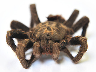Araña pollito / Grammostola rosea