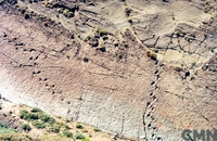 Huellas de animales extinguidos