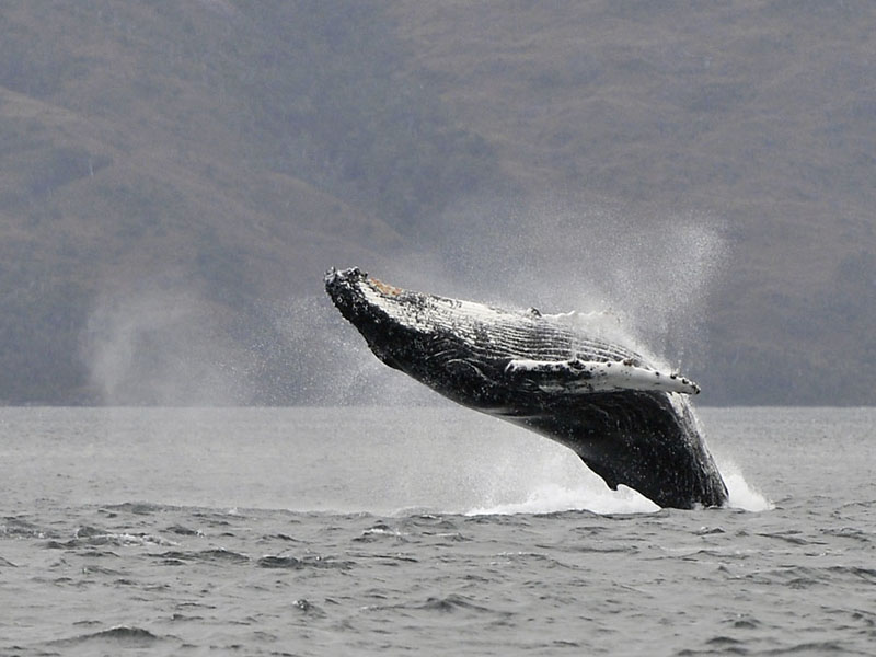 Ballena de aleta (Balaenoptera physalus) Ballena de aleta (Balaenoptera physalus)