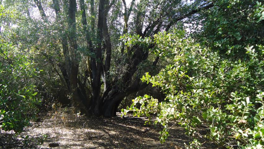 Imagen de Se oficializa la creación del Santuario de la Naturaleza Quebrada Llau llau.