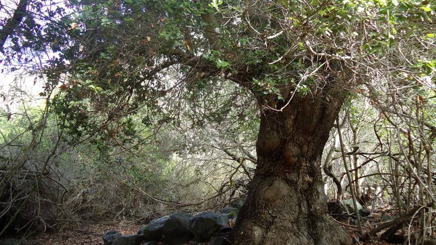Imagen de Se oficializa la creación del Santuario de la Naturaleza Quebrada Llau llau.