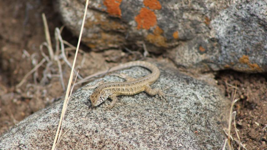 Imagen de Se oficializa la creación del Santuario de la Naturaleza Quebrada Llau llau.