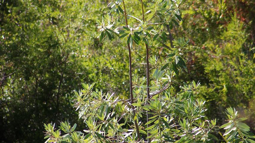 Imagen de Se oficializa la creación del Santuario de la Naturaleza Quebrada Llau llau.