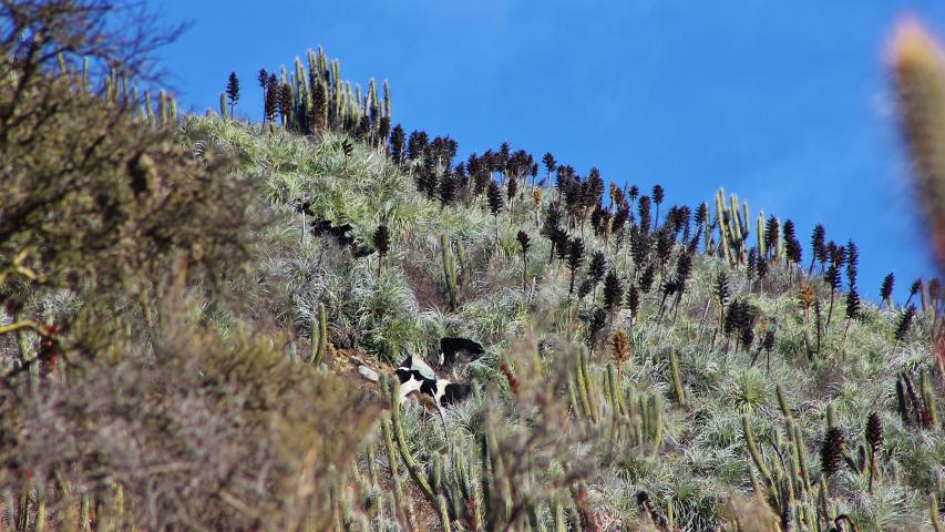 Imagen de Se oficializa la creación del Santuario de la Naturaleza Quebrada Llau llau.