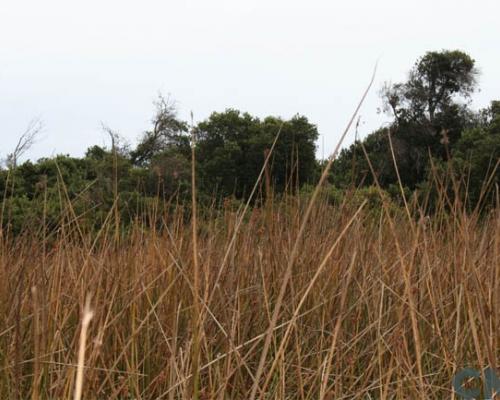 Imagen del monumento Bosque Las Petras de Quintero y su entorno