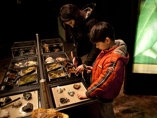 Museo de Historia Natural de Concepci�n.