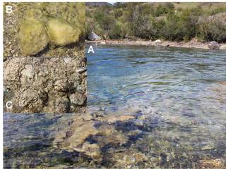 A) Vista del Rio Cochrane y de conglomerados de D. gemmata bajo la superficie. B) Aspecto Hidratada. C) Aspecto Desecada.