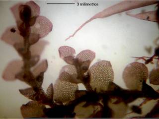 Hep�ticas foliosas de la familia Lejeunaceae recolectadas en el Juan Fern�ndez. Esta familia botanica contiene varios endemismos.